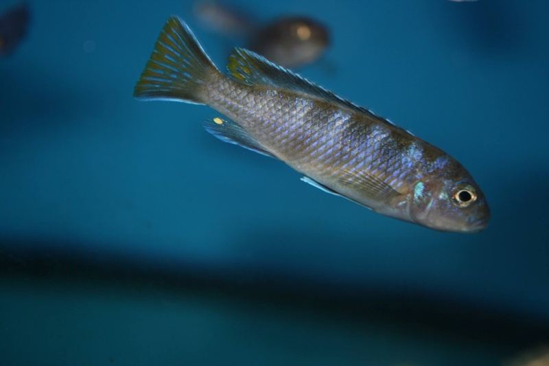 Maylandia sp. 'elongatus ngkuyo' Ngkuyo Island